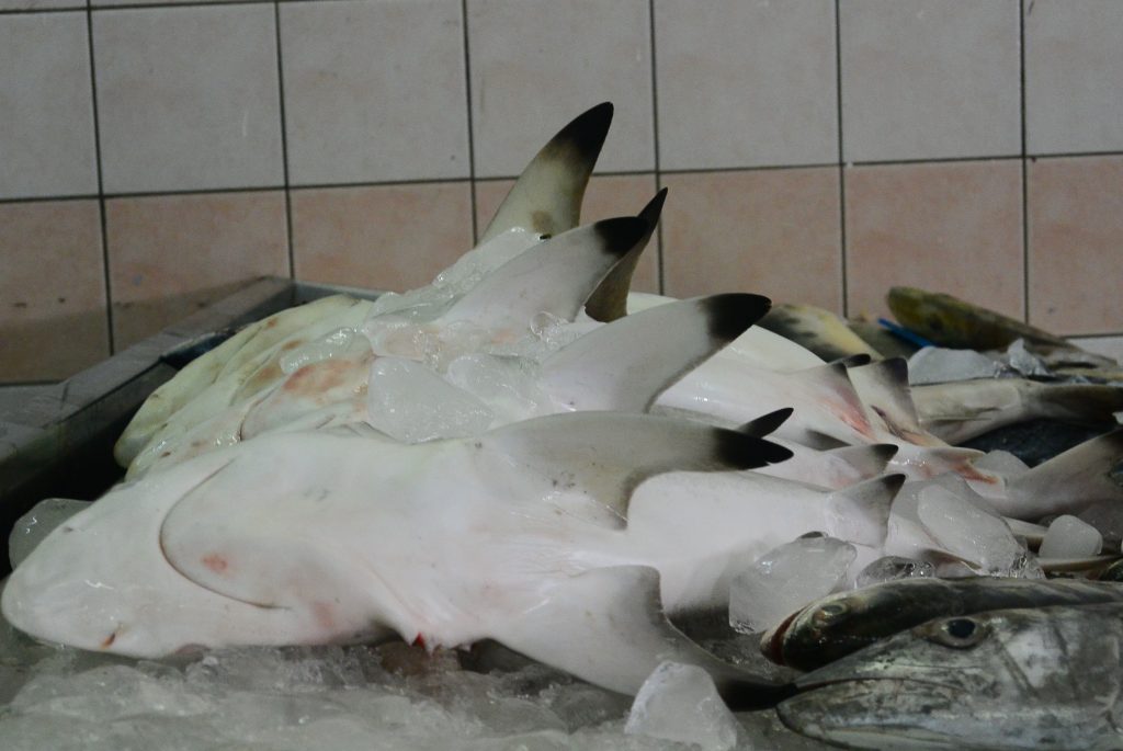 Why sharks – Sharks Educational Institute